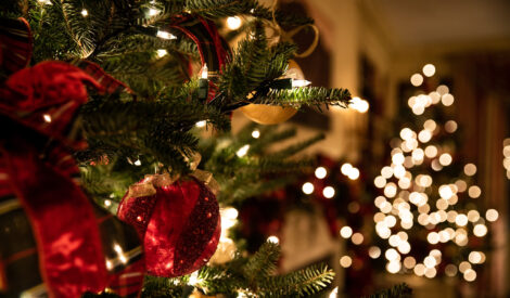How to Choose, Keep, and Grow the Perfect Christmas Tree Image